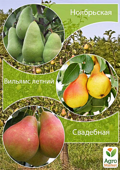 Дерево-сад Груша "Ноябрьская+Вильямс Летний+Свадебная" 1
