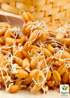 Твердая пшеница для проращивания органического происхождения ТМ "Green Vitamin" 500г2