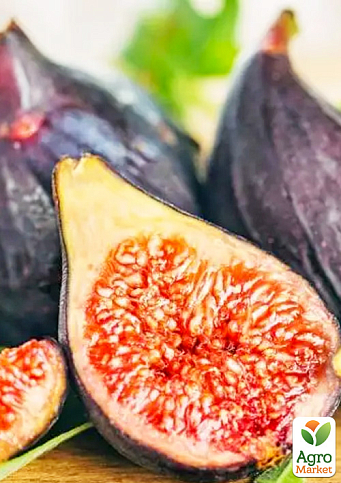 Инжир "Королевский" саженец 2 года (ремонтантный, крупноплодный сорт, средний срок созревания) - фото 5