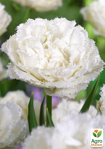 Тюльпан "Snow Crystal" (розмір 10/11, великий) 2шт в упаковці