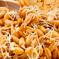 Твердая пшеница для проращивания органического происхождения ТМ "Green Vitamin" 500г