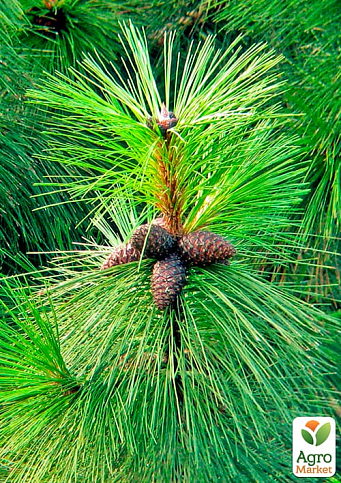 Сосна Орегонская (Рinus ponderosa) С10, высота 100-130см - фото 3