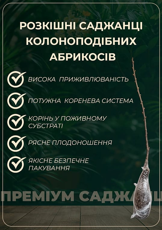 Абрикос колоновидный "Первайс" - фото 4