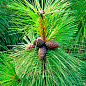 Сосна Орегонская (Рinus ponderosa) С10, высота 100-130см цена