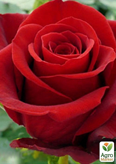 Роза чайно-гібридна "Дам де Кер" (саджанець класу АА +) вищий сорт2
