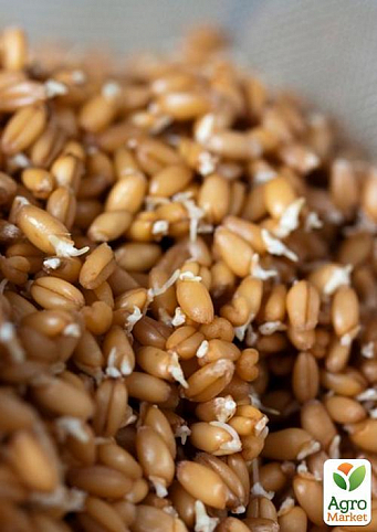 Твердая пшеница для проращивания органического происхождения ТМ "Green Vitamin" 250г