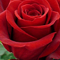 Роза чайно-гибридная "Дам де Кёр" (саженец класса АА+) высший сорт