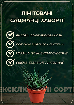 LMTD Хавортия "Cooperi" высота растения 10см1
