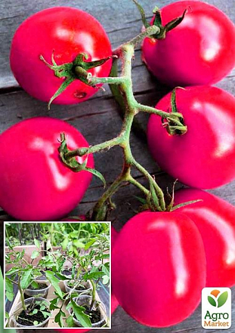 Розсада Томат «Де-Барао Гігант Рожевий» (фермерське вирощування), 1шт в упаковці - фото 3