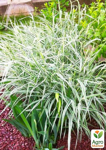 Канареечная трава тростниковая "Picta" вазон С2 - фото 3