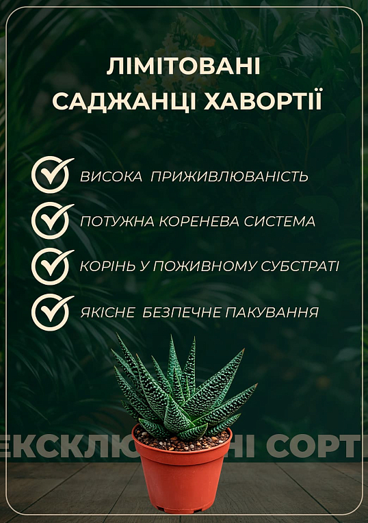 LMTD Хавортія "Cooperi" висота рослини 10см - фото 2