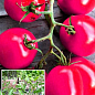 Розсада Томат «Де-Барао Гігант Рожевий» (фермерське вирощування), 1шт в упаковці цена