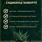 LMTD Хавортія "Cooperi" висота рослини 10см купить