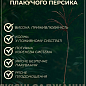 Персик плакучий на штамбе "Коллинз" (возраст от 2-х лет, высота 150-190см) купить