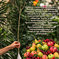 Уценка Дерево-сад Яблоня цена