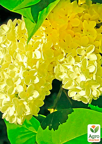 Сирень жёлтая "Примула"  - фото 2