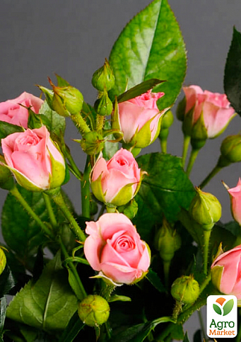 Ексклюзив! Троянда дрібноквіткова (спрей) "Мон Флері" (Mont Fleury) (саджанець класу АА+) вищий сорт