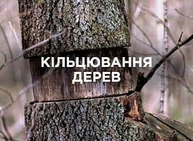 Кільцювання для плодоношення — техніка, строки та альтернативи | Agro-market