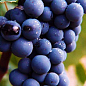 Виноград "Антей Магарача" (винний, ранньо-середній термін дозрівання, має мускатний насичений смак)