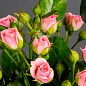 Ексклюзив! Троянда дрібноквіткова (спрей) "Мон Флері" (Mont Fleury) (саджанець класу АА+) вищий сорт