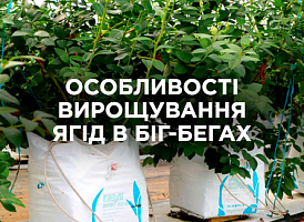Вирощування ягідних культур в біг-бегах: переваги та рекомендації | Agro-market​
