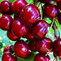Черешня пирамидальная крупноплодная