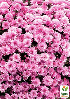 Хризантема мультифлора шарообразная "Jasoda Pink" 2