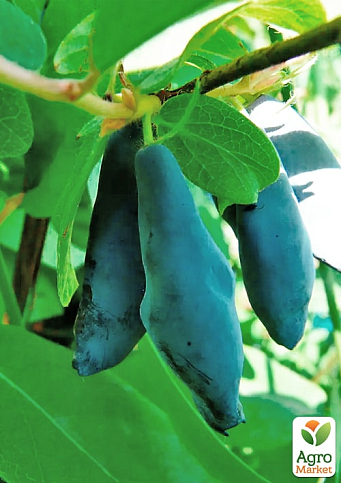 Жимолость 2х-летняя "Спокуса" (средний срок созревания, крупноплодный сорт) С2 - фото 6