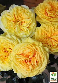 Роза штамбовая "Лемон Помпон" (Lemon Pompom) (саженец класса АА+) 30