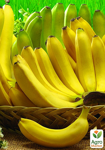 Банан комнатный "Киевский Суперкарлик"