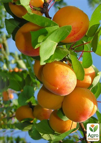 Абрикос "Сатурн" (ранній термін дозрівання) - фото 6