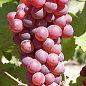 Виноград "Мускат Рожевий" (винний сорт, яскравий мускат)