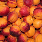 Эксклюзив! Абрикос темно-oрaнжeвый "Мечта"(Dream) (канадская селекция, премиальный средне-ранний сорт)
