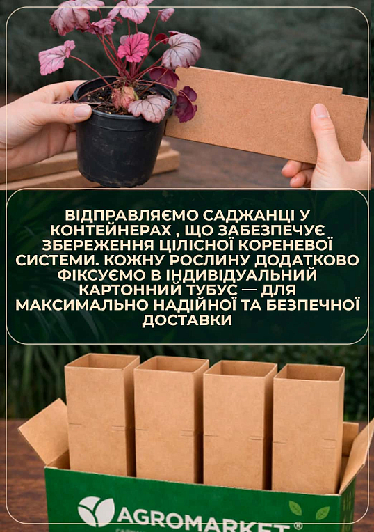 Тіарелла серцелиста "Pink Skyrocket" вазон С2