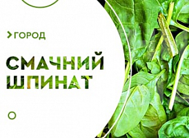Вирощування шпинату - корисні статті про садівництво від Agro-Market