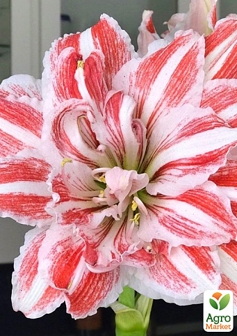 Амариліс махровий "Bright Nymph" (Амариллис)