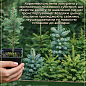 Ель Вильсона "Picea Wilsonii" (горшок P9) цена