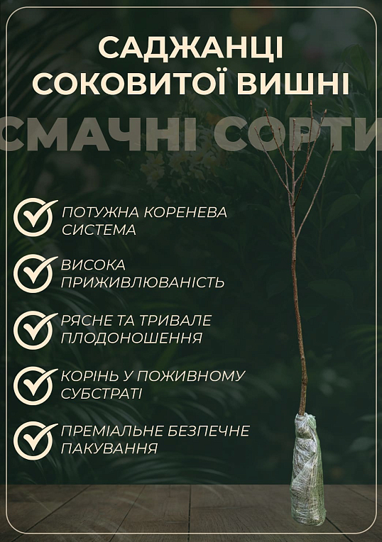 Вишня "Шалунья" (летний сорт, среднеранний срок созревания) - фото 2