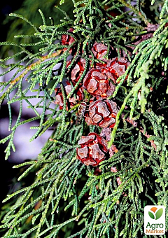 Кипарис Гималайский 3-х летний (Cupressus Torulosa) С1,5 высота 70-80см5