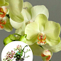 Орхідея Міні (Phalaenopsis) "Lemon"