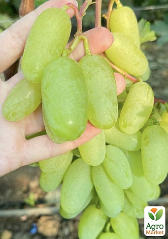 Виноград "Алінка" (надранній, двостатевий, великий виноград із солодкою, хрусткою, тонкошкірою ягодою) - фото 5