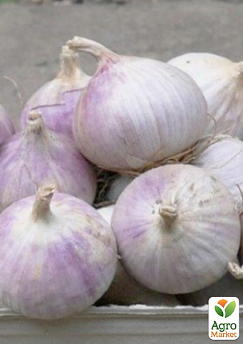 Эксклюзив! Чеснок посадочный (однозубка) светло-фиолетовой "Благородный" (Noble) (премиальный крупный сорт, фракция 7-12 мм) Украина 200г