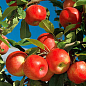 Эксклюзив! Яблоня красная "Ариан" (Аriane) (премиальный современный сорт, французской селекции)