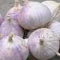 Эксклюзив! Чеснок посадочный (однозубка) светло-фиолетовой "Благородный" (Noble) (премиальный крупный сорт, фракция 7-12 мм) Украина 200г