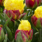 Тюльпан "Ice Cream Banana"