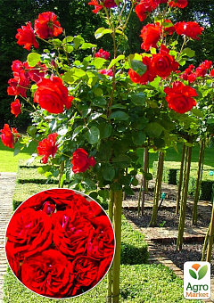 Окулянти Троянди на штамбі «Cordula»1