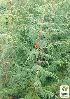 Кипарис Гималайский 3-х летний (Cupressus Torulosa) С1,5 высота 70-80см5