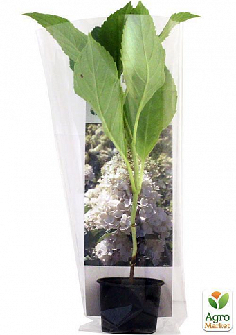 Гортензія волотиста "Grandiflora" (контейнер P9) - фото 2