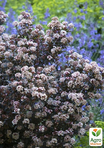 Пузыреплодник калинолистный "Little Joker" вазон Р9 - фото 3