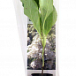 Гортензия метельчатая "Grandiflora" (контейнер P9) купить